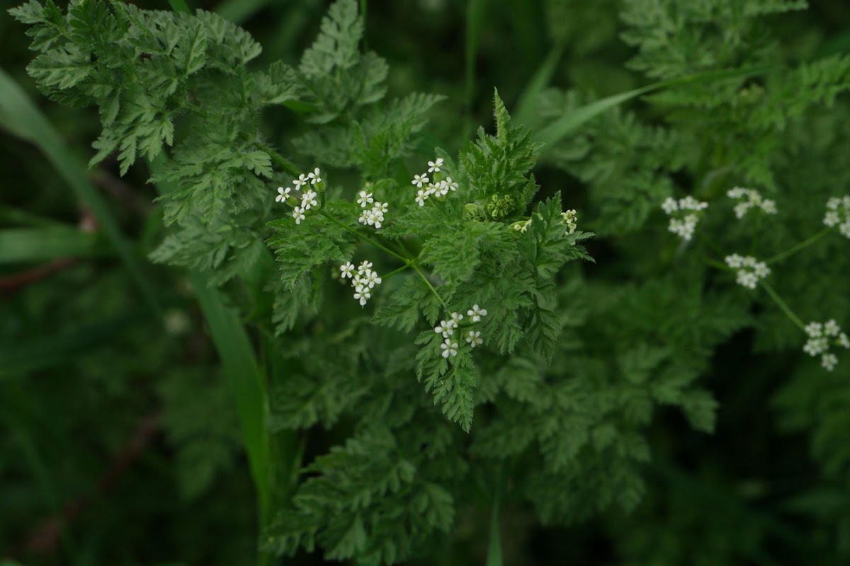 Burr Chervil