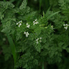 Burr Chervil