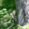 Red-bellied Woodpecker (Female)