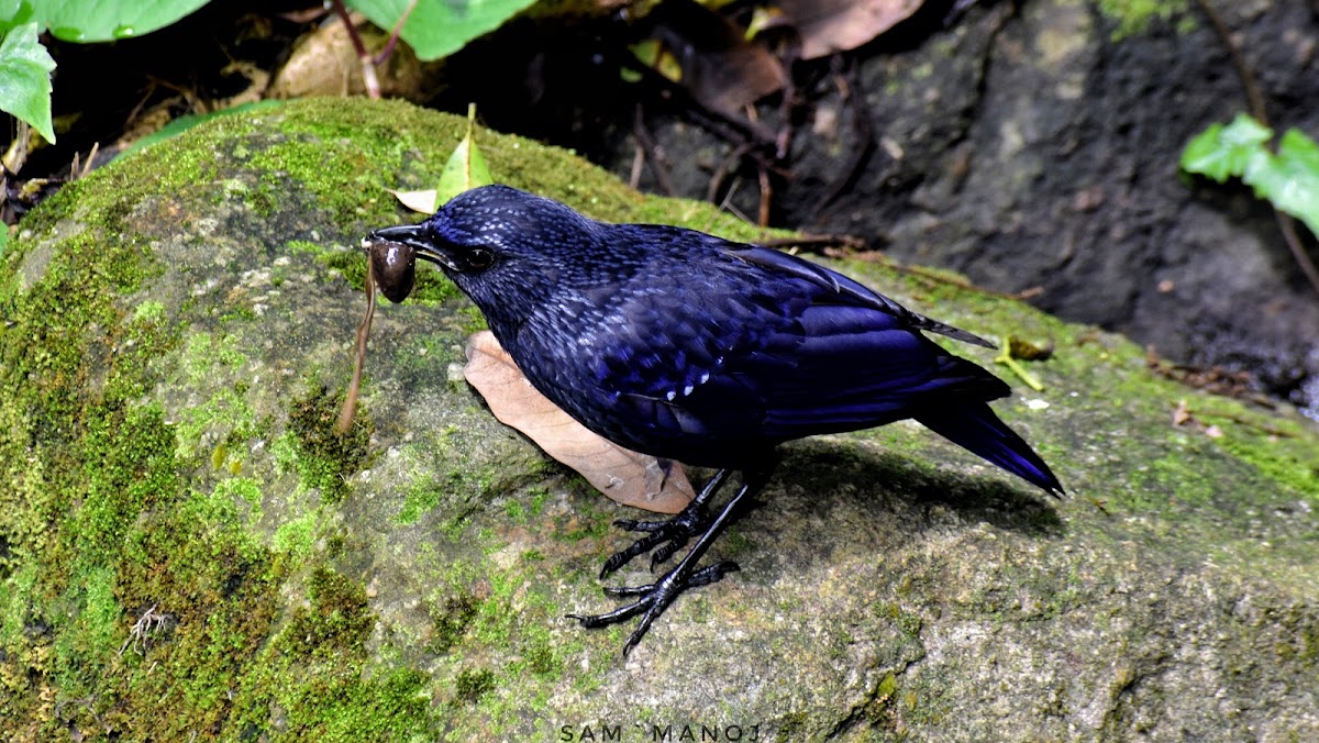 Blue Whistling Thrush