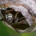 Bald-Faced Hornet