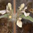 Lebanon Woundwort