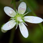 Round-leaved saxifrage