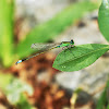 Common Bluetail (褐斑異誌蟌)