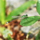 Common Bluetail (褐斑異誌蟌)