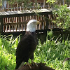 American Bald Eagle