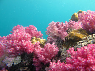 Snorkel on soft corals on Koh Jabang