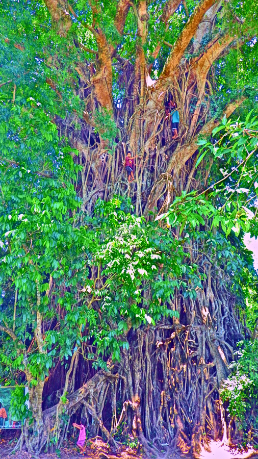 600yrs old Balete Tree by Cyril Grace Ramos - Nature Up Close Trees & Bushes ( baler, millenium tree, philippines, balete tree )
