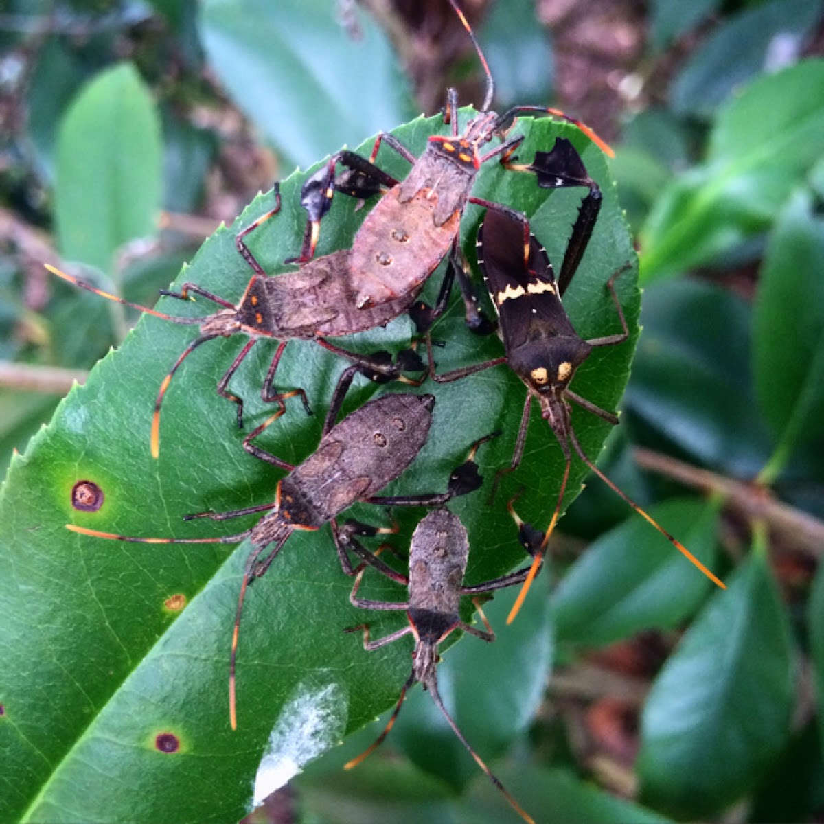 Leaf-footed bugs