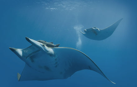 Manta Ray small promo image