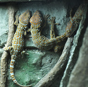 Tokay geckos