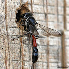 Square-headed Wasp