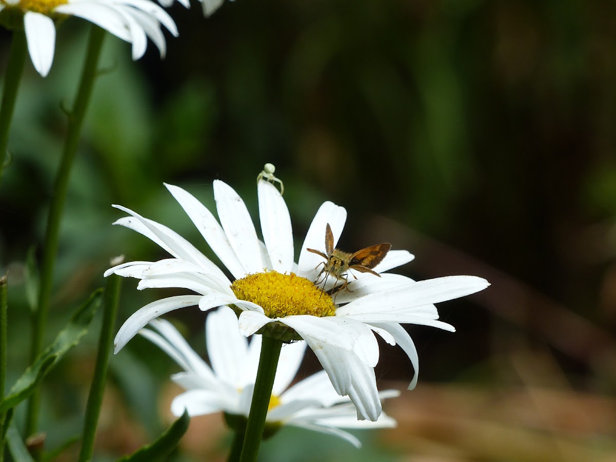 Tiny crab spider stalks skipper