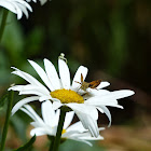 Tiny crab spider stalks skipper