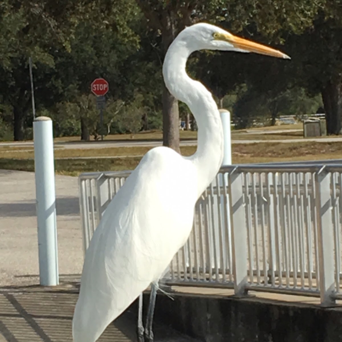 Great Egret