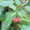 Pigeon berry or Rouge plant