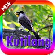 Burung kutilang 2018  Icon