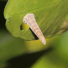 Bagworm Moth