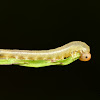 Sawfly Larva