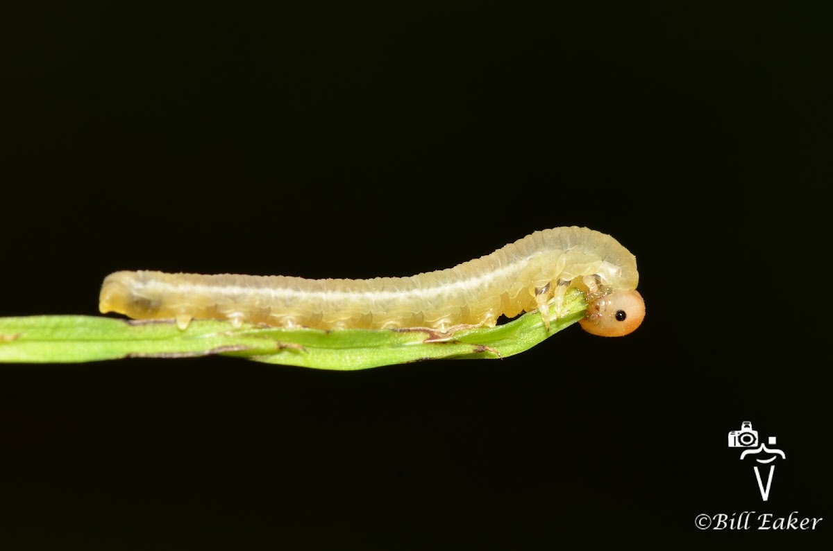 Sawfly Larva