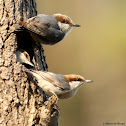 Brown-headed nuthatch