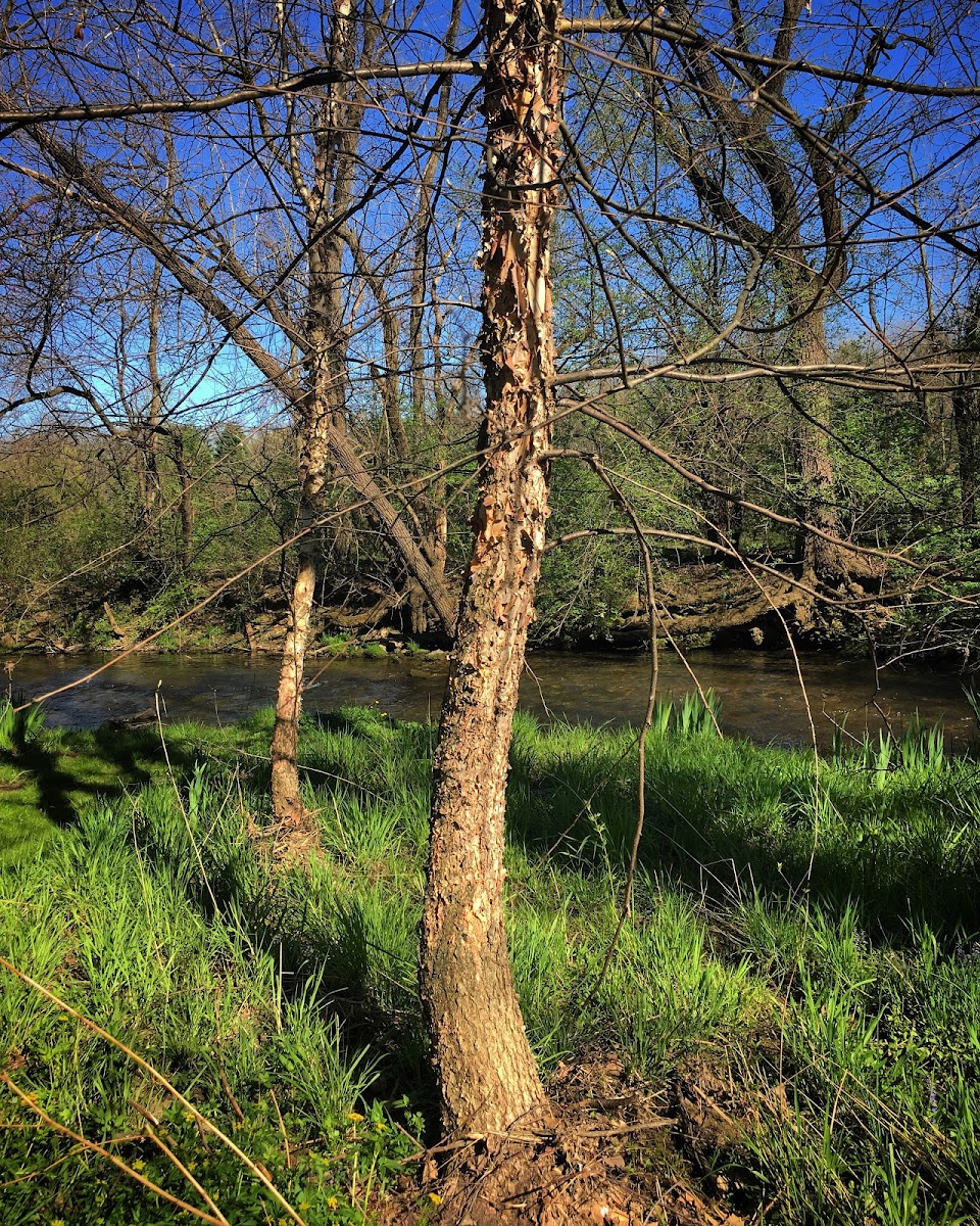 River Birch