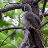 white-browed bulbul