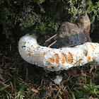 Bracket Fungi