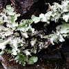 Greenshield lichen