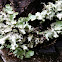 Greenshield lichen