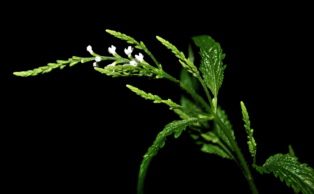 White Vervain