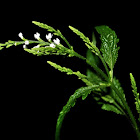 White Vervain