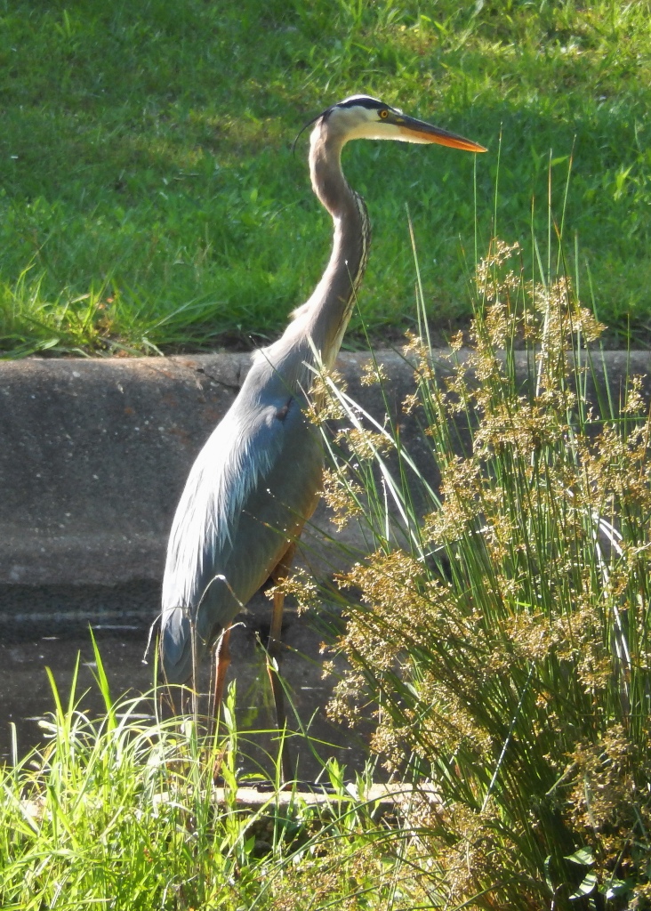 Great Blue Heron