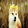 Shiba HD Wallpapers Dog Theme