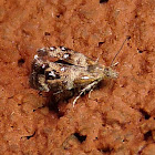 Everlasting Tebbena Moth