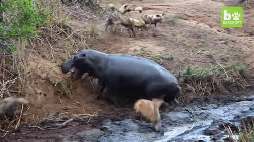 やっぱ野生動物は怖い 野犬に襲われるシカを助けに入ったカバの衝撃結末 のり面 土木工事の材料屋さんケイエフの情報発信blog