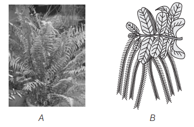 Pteridophytes