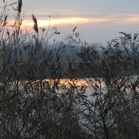 Tramonto fra le canne palustri di 