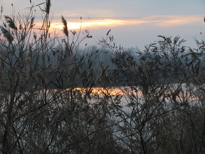 Tramonto fra le canne palustri di redryan