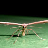 Plume moth