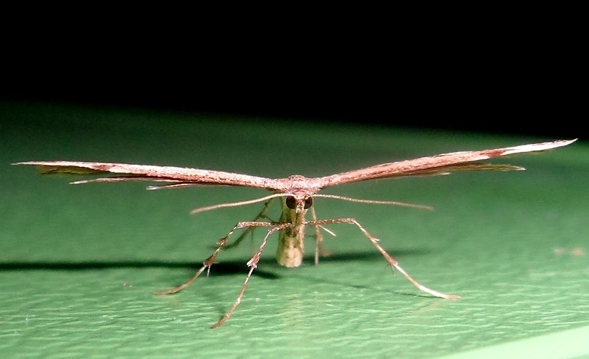 Plume moth