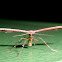 Plume moth