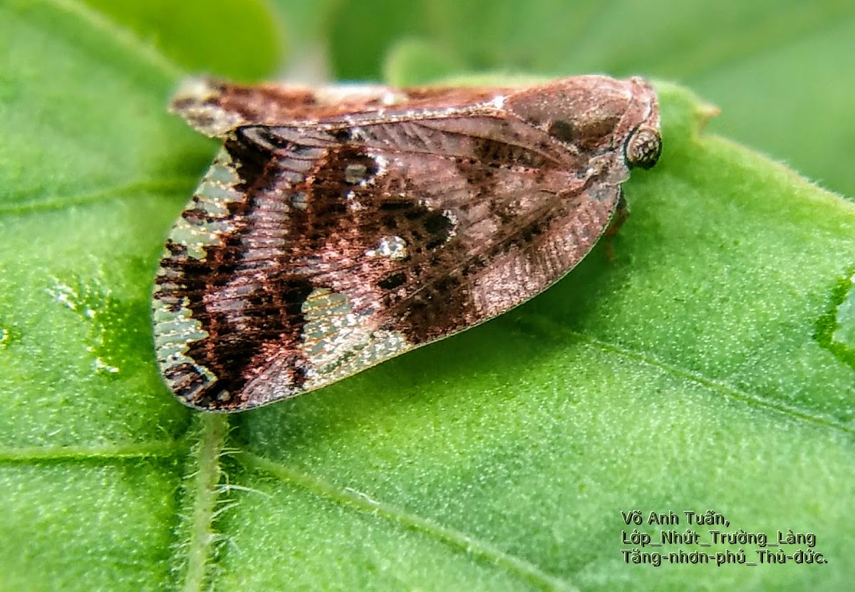 Ricaniid Planthopper