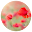 Flоwеr Wallpapers Flower Backgrounds Download on Windows