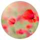 Flоwеr Bасkgrоund Wаllрареr Download on Windows