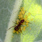 Oleander Aphids (with Ant)