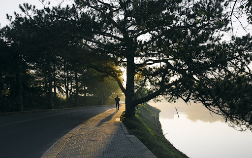 Lakeside trees