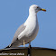 Yellow-legged Gull; Gaviota Patiamarilla