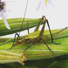 Black horned tree cricket