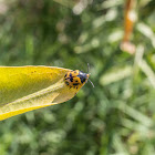 Swamp Milkweed Leaf Beetle